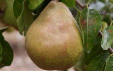 Buy Doyenne du Comice pear trees
