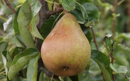 Doyenne du Comice pears