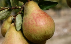 Buy Onward pear trees