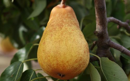 Williams pears