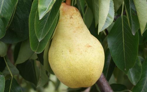 Williams pears