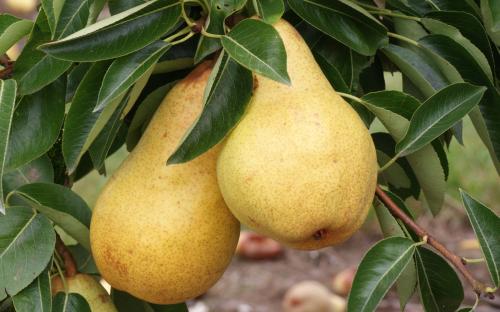 Williams pears