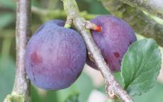 Herman plum trees