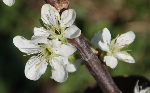 Herman plum blossom