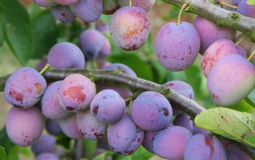 Opal plums