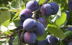 Rivers' Early Prolific plum trees