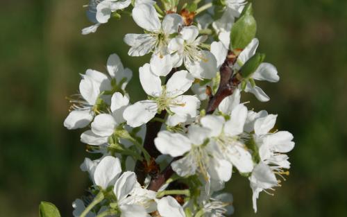 Victoria plum blossom