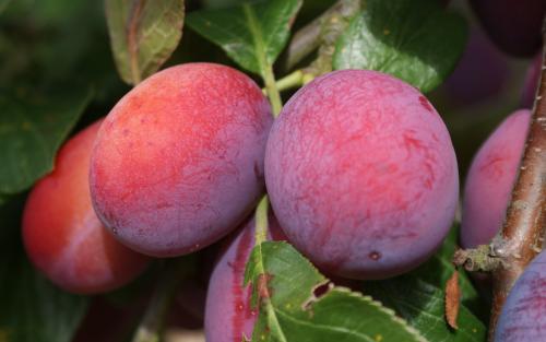 Victoria plums