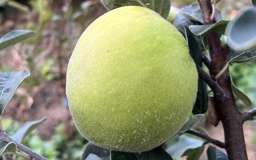 Cydonia oblonga Serbian Gold quince fruits