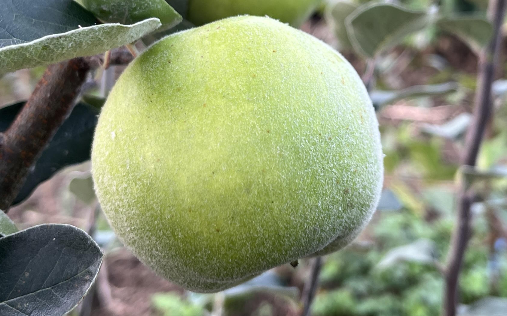 Leskovacz quince trees