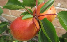 Tomcot apricot trees