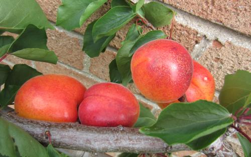 Tomcot apricots
