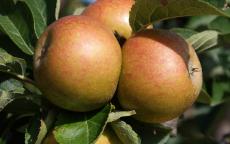 Ashmead's Kernel apple trees