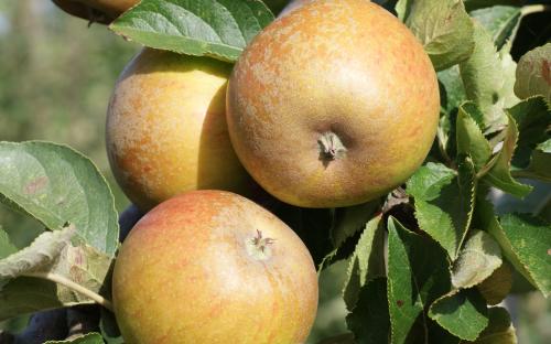 Ashmead's Kernel apples