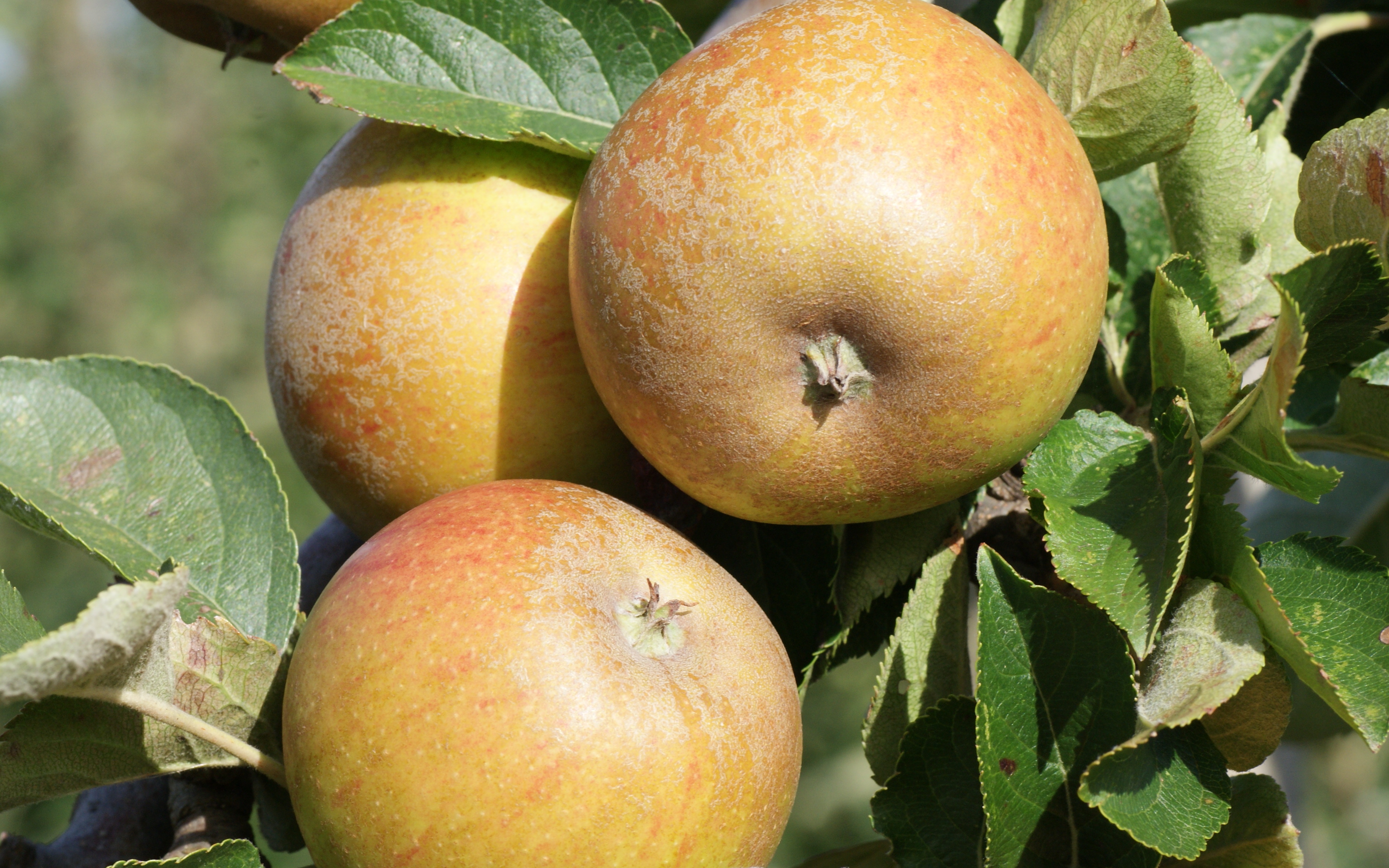 Ashmead's Kernel apple trees