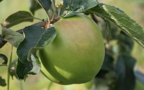 Grenadier apples