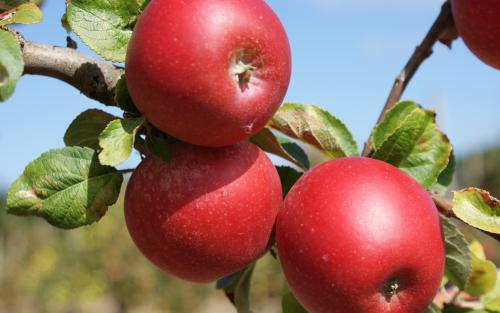 Red Windsor apples