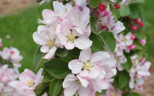 Red Windsor apple blossom