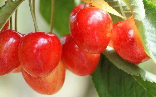 Napoleon Bigarreau sweet cherries