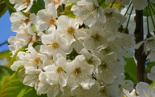 Lapins sweet cherry blossom