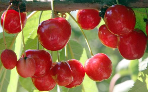 Lapins sweet cherries