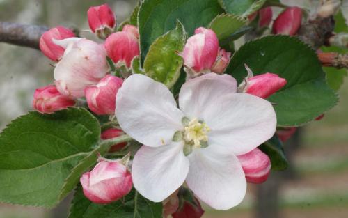 Blenheim Orange apple blossom