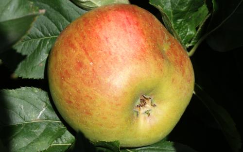 Blenheim Orange apples