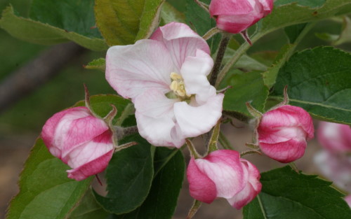 Mutsu (Crispin) apple blossom