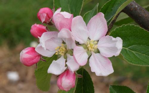 Ellison's Orange apples