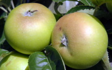 Galloway Pippin apple trees