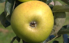 Galloway Pippin apple trees