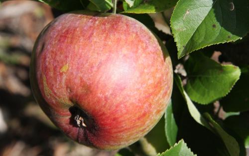 Howgate Wonder apples