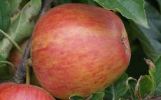 Jupiter apple trees