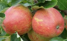 Jupiter apple trees