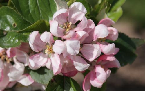 Jupiter apple blossom