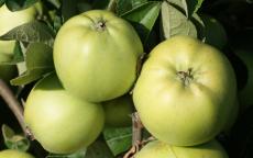 Keswick Codlin apple trees