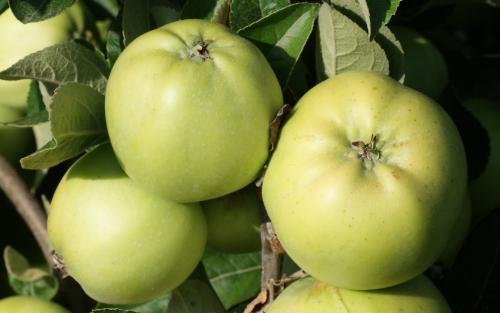 Keswick Codlin apples