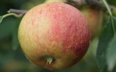 Laxton's Superb apple trees