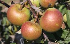 Laxton's Superb apple trees