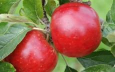 Meridian apple trees