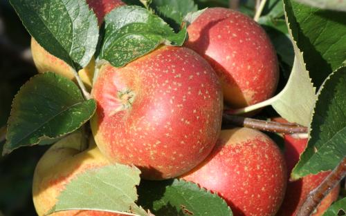 Orleans Reinette apples