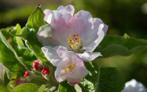 Pixie apple blossom