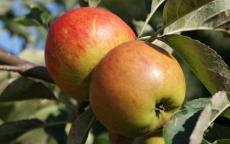 Ribston Pippin apple trees
