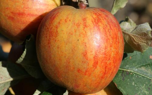 Ribston Pippin apples