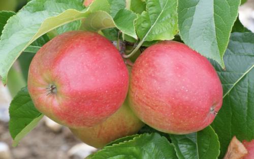 Saturn apples