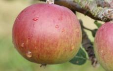 Dabinett cider apple trees