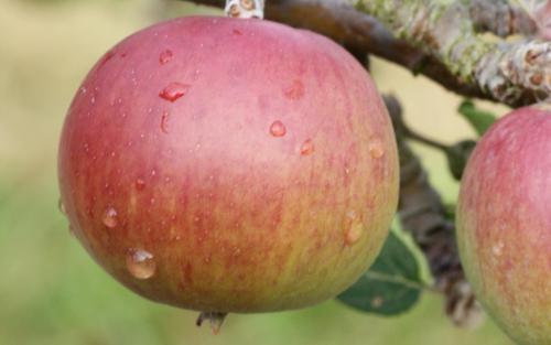 Dabinett apples