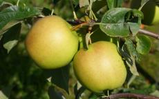 Golden Delicious apple trees