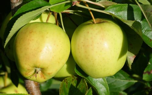 Golden Delicious apples