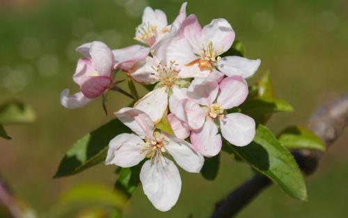 Golden Delicious apple blossom